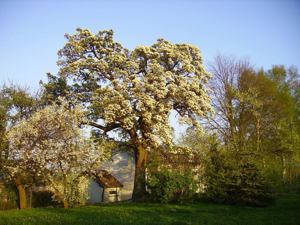 Zakatek Pod Grusza Villa Bedzino Bagian luar foto
